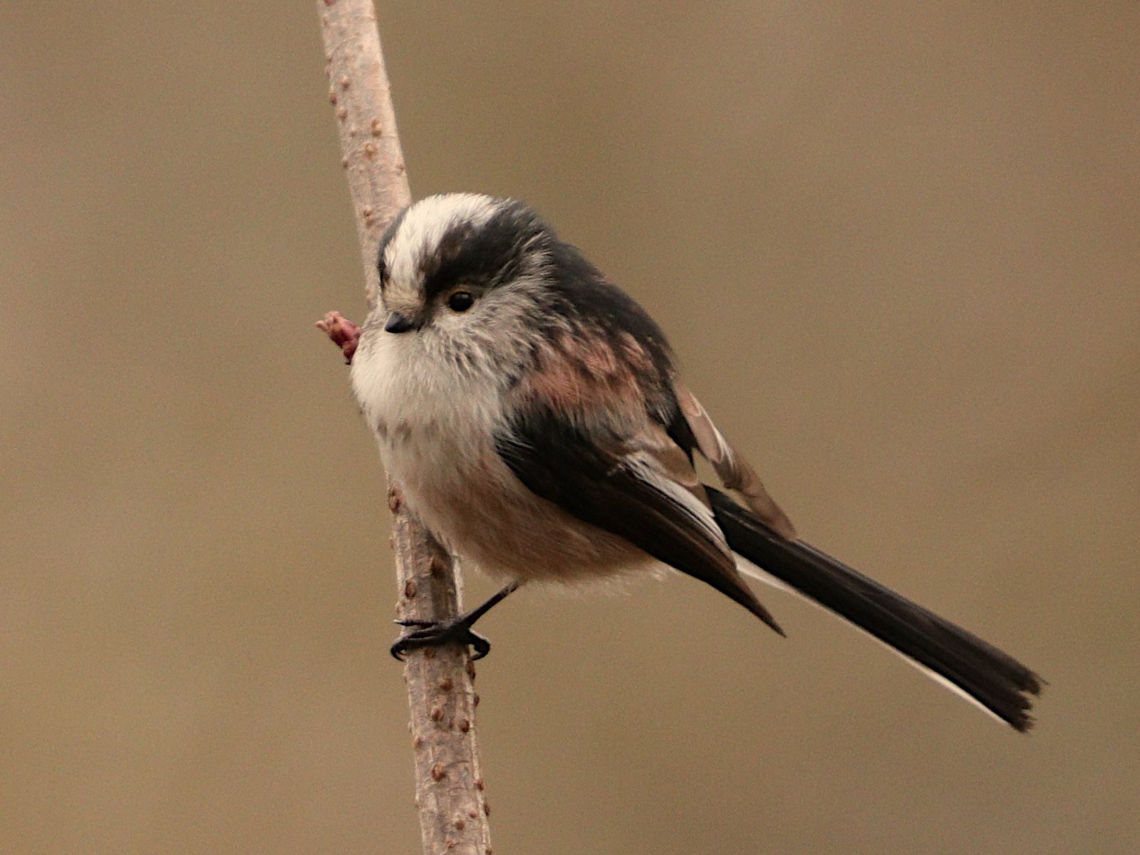  Long-tailed Tit  